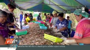 เกษตรกรเลี้ยงกุ้งร้องแก้ปัญหาราคาตกต่ำ-ข่าวใต้แลได้ที่เรา-#