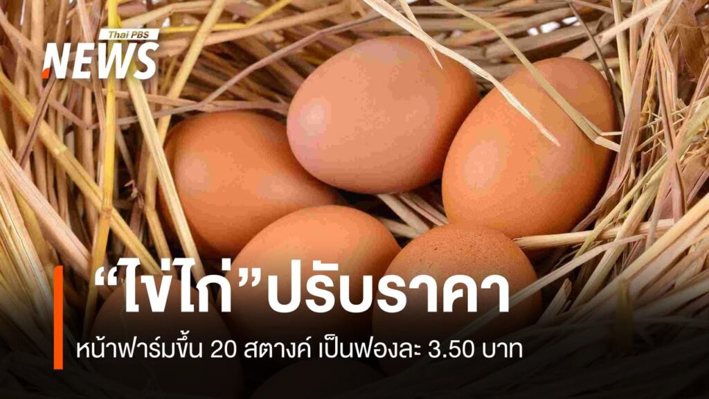 ส.ผู้เลี้ยงไก่-เผย-ราคาไข่ไก่หน้าฟาร์มปรับขึ้นราคาฟองละ-20-ส