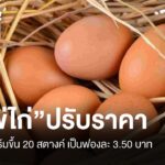 ส.ผู้เลี้ยงไก่-เผย-ราคาไข่ไก่หน้าฟาร์มปรับขึ้นราคาฟองละ-20-ส