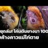 พายุถล่ม โค่นต้นยางนาอายุกว่า 100 ปี ทับค้างคาวแม่ไก่เสียชีวิต  10 มิ.ย. 69