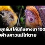พายุถล่ม โค่นต้นยางนาอายุกว่า 100 ปี ทับค้างคาวแม่ไก่เสียชีวิต 10 มิ.ย. 69