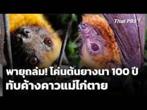 พายุถล่ม โค่นต้นยางนาอายุกว่า 100 ปี ทับค้างคาวแม่ไก่เสียชีวิต 10 มิ.ย. 69