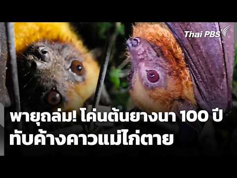 พายุถล่ม โค่นต้นยางนาอายุกว่า 100 ปี ทับค้างคาวแม่ไก่เสียชีวิต 10 มิ.ย. 69