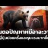 ต้นตอปัญหา “หมีอาละวาด” ในญี่ปุ่นบ่อยครั้งและรุนแรงมากขึ้น ? |  10 มิ.ย. 69