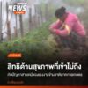 แม้ผลผลิตสตรอว์เบอร์รีสีแดงฉ่ำของฤดูกาลที่ผ่านมาจะถูกเก็บเกี