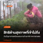 แม้ผลผลิตสตรอว์เบอร์รีสีแดงฉ่ำของฤดูกาลที่ผ่านมาจะถูกเก็บเกี