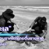 -ทช.-เร่งตรวจสอบซากเต่าหญ้าเกยตื้นชายหาดเขาหลัก-พังงา-วั