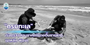 -ทช.-เร่งตรวจสอบซากเต่าหญ้าเกยตื้นชายหาดเขาหลัก-พังงา-วั