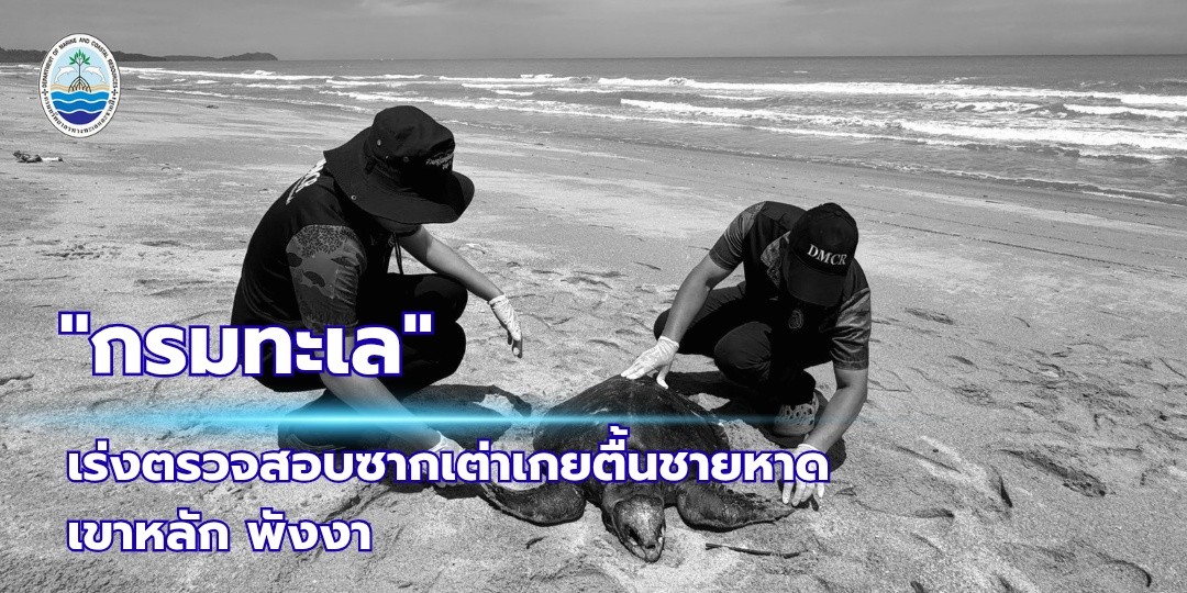 -ทช.-เร่งตรวจสอบซากเต่าหญ้าเกยตื้นชายหาดเขาหลัก-พังงา-วั