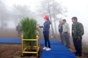 “ต้นสนสามใบ…ต้นไม้แห่งความทรงจำ-ณ-อุทยานแห่งชาติภูเรือ”-วั