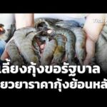 ผู้เลี้ยงกุ้งขอรัฐบาล เยียวยาราคากุ้งย้อนหลัง | ข่าวเที่ยง 14 มิ.ย. 69