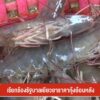 เรียกร้องรัฐบาลเยียวยาราคากุ้งย้อนหลัง-ข่าวใต้แลได้ที่เรา-#