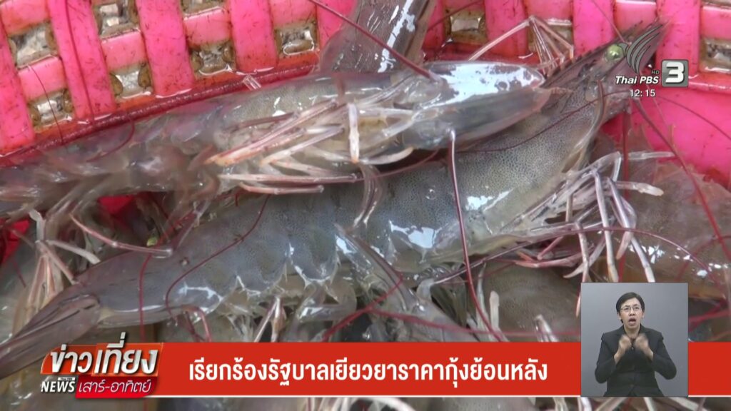 เรียกร้องรัฐบาลเยียวยาราคากุ้งย้อนหลัง-ข่าวใต้แลได้ที่เรา-#