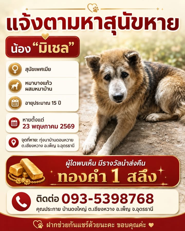 -อเพ็ญ-จ.อุดรธานี-แจ้งตามหาสุนัขหาย-ผู้ใดพบเห็นนำส่งคืนมี