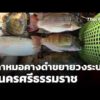 ปลาหมอคางดำขยายวงระบาด จ.นครศรีธรรมราช  17 มิ.ย. 69