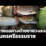 ปลาหมอคางดำขยายวงระบาด จ.นครศรีธรรมราช  17 มิ.ย. 69