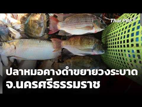 ปลาหมอคางดำขยายวงระบาด จ.นครศรีธรรมราช 17 มิ.ย. 69