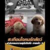 สะเทือนใจคนรักสัตว์ ฟาร์มลวงขายสุนัขติดหัด เสียชีวิตแล้ว 9 อัพเดทข่าว