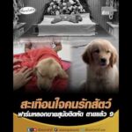 สะเทือนใจคนรักสัตว์ ฟาร์มลวงขายสุนัขติดหัด เสียชีวิตแล้ว 9 อัพเดทข่าว