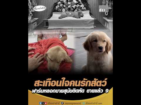 สะเทือนใจคนรักสัตว์ ฟาร์มลวงขายสุนัขติดหัด เสียชีวิตแล้ว 9 อัพเดทข่าว