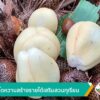 สละอินโดหวานสร้างรายได้เสริมสวนทุเรียนข่าวใต้แลได้ที่เรา-#t