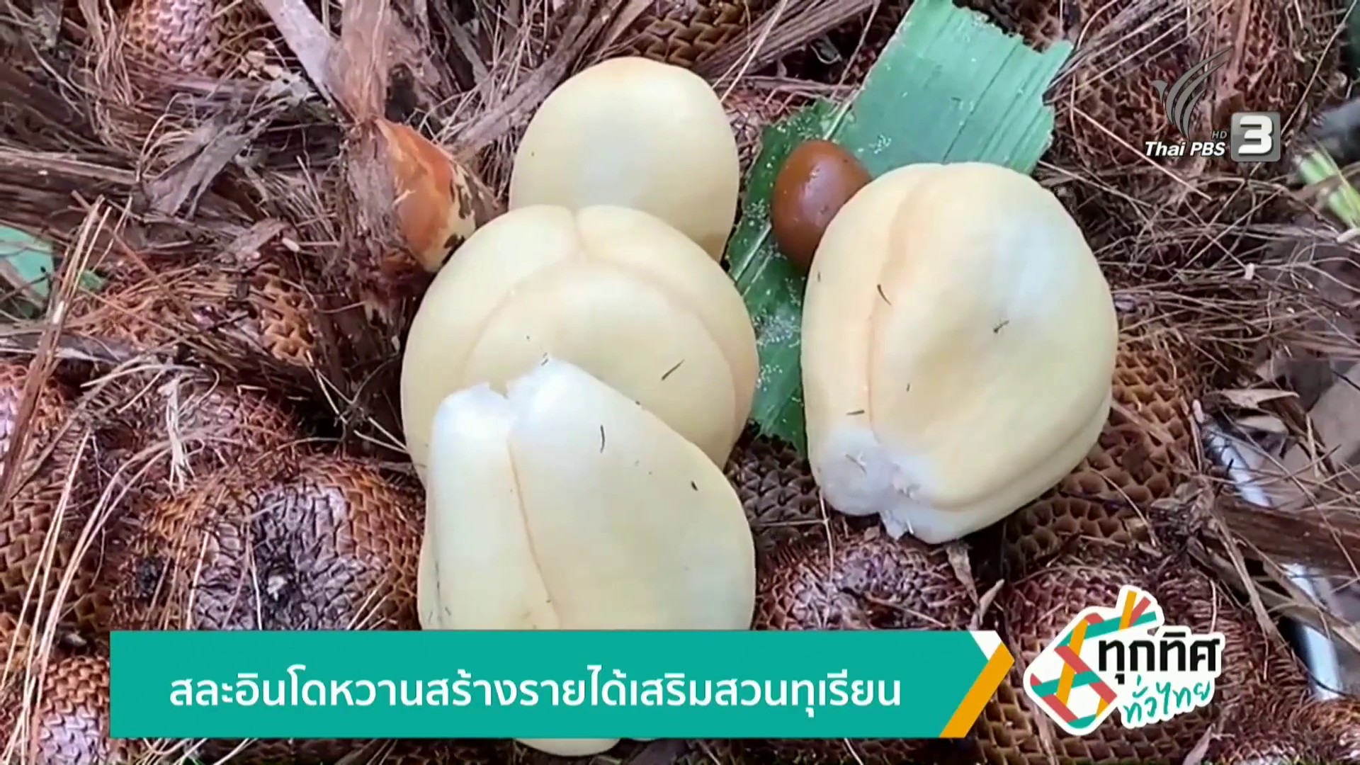 สละอินโดหวานสร้างรายได้เสริมสวนทุเรียนข่าวใต้แลได้ที่เรา-#t