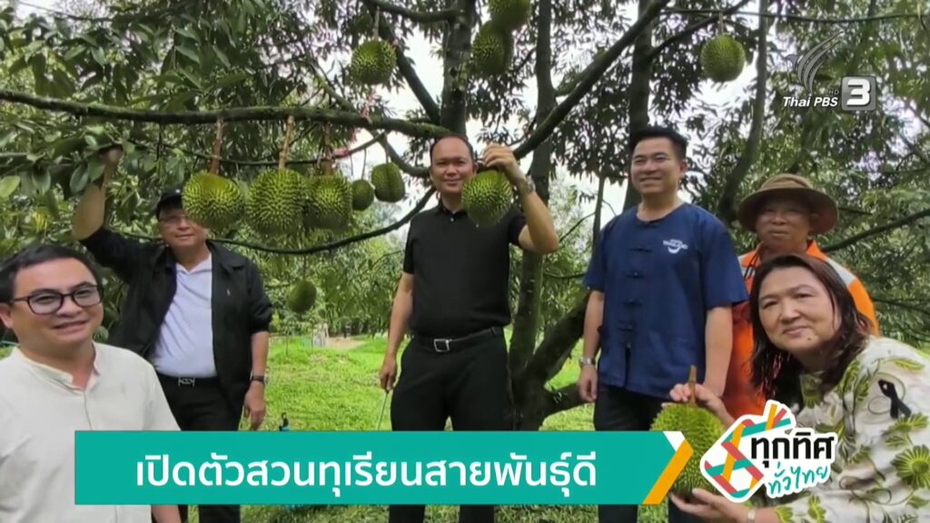 เปิดตัวสวนทุเรียนสายพันธุ์ดี-จังหวัดพังงา-ข่าวใต้แลได้ที่เรา-#th