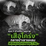 ðððð-:-สบอ.3-(บ้านโป่ง)-เผยภาพ-“เสือโคร่ง”-กลางป่าเขาแหลม-เฝ