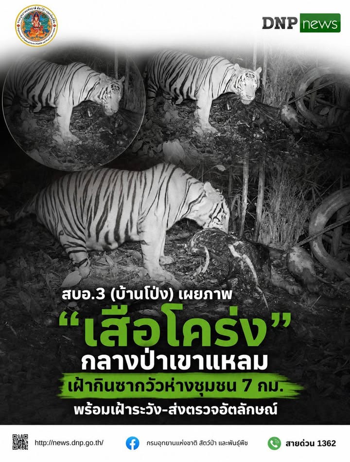 ðððð-:-สบอ.3-(บ้านโป่ง)-เผยภาพ-“เสือโคร่ง”-กลางป่าเขาแหลม-เฝ