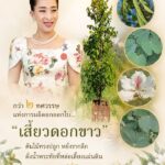 กว่า-๒-ทศวรรษแห่งการผลิดอกออกใบ…-“เสี้ยวดอกขาว”-ต้นไม้ทรงป