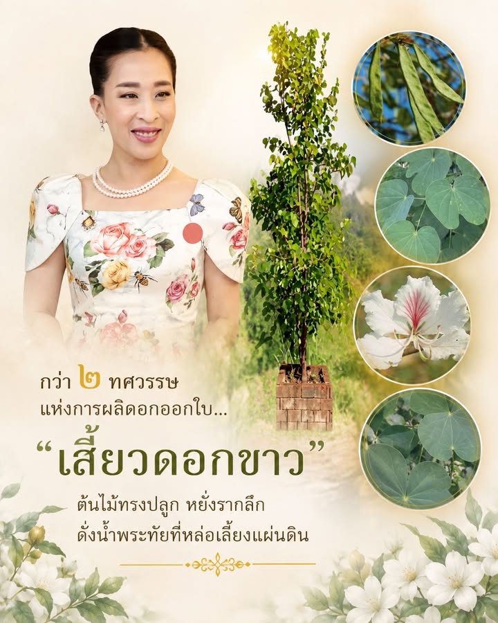 กว่า-๒-ทศวรรษแห่งการผลิดอกออกใบ…-“เสี้ยวดอกขาว”-ต้นไม้ทรงป