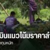ในขณะที่ชาวสวนลำไยเผชิญปัญหาอากาศแปรปรวน-อีกด้านหนึ่ง-ก็ต้อง