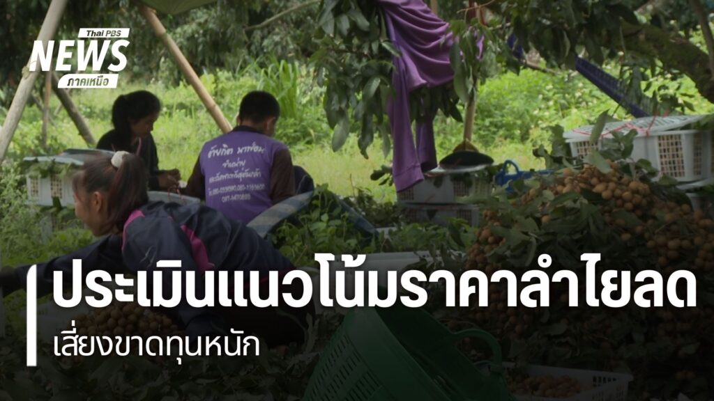 ในขณะที่ชาวสวนลำไยเผชิญปัญหาอากาศแปรปรวน-อีกด้านหนึ่ง-ก็ต้อง