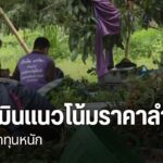ในขณะที่ชาวสวนลำไยเผชิญปัญหาอากาศแปรปรวน-อีกด้านหนึ่ง-ก็ต้อง