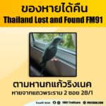 ตามหา…นกแก้วริงเนคสีฟ้า-บินหลุดหายออกจากเชือก-แถวพระราม-2-|-2026-06-19-03:36:00