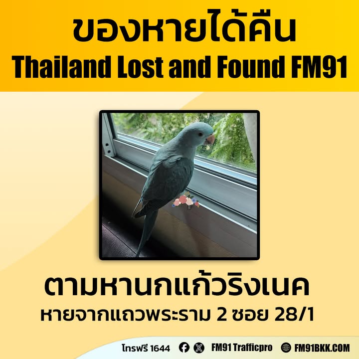 ตามหา…นกแก้วริงเนคสีฟ้า-บินหลุดหายออกจากเชือก-แถวพระราม-2-|-2026-06-19-03:36:00