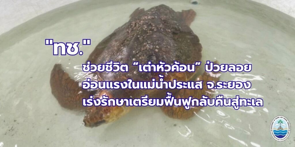 -ช่วยชีวิต-เต่าหัวค้อน-ป่วยลอยอ่อนแรงในแม่น้ำประแส-จ.ระย