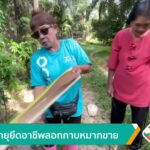 ผู้สูงอายุยึดอาชีพลอกกาบหมากขาย-จ.ตรัง-ข่าวใต้แลได้ที่เรา-#