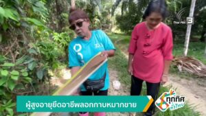 ผู้สูงอายุยึดอาชีพลอกกาบหมากขาย-จ.ตรัง-ข่าวใต้แลได้ที่เรา-#