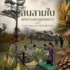 -สนสามใบแห่งลานสนภูสอยดาว-ร่มเงาแห่งพระเมตตาที่เติบโตคู่ผืน