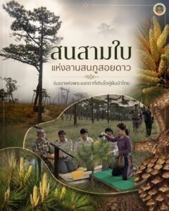 -สนสามใบแห่งลานสนภูสอยดาว-ร่มเงาแห่งพระเมตตาที่เติบโตคู่ผืน