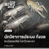 นักวิชาการด้านการประมง-มหาวิทยาลัยแม่โจ้-กังวลกรณีพบกุ้งเครย