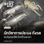 นักวิชาการด้านการประมง-มหาวิทยาลัยแม่โจ้-กังวลกรณีพบกุ้งเครย