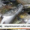 แปรรูปปลาหมอคางดำ-อระโนด-จ.สงขลา-ข่าวใต้แลได้ที่เรา-#thaip