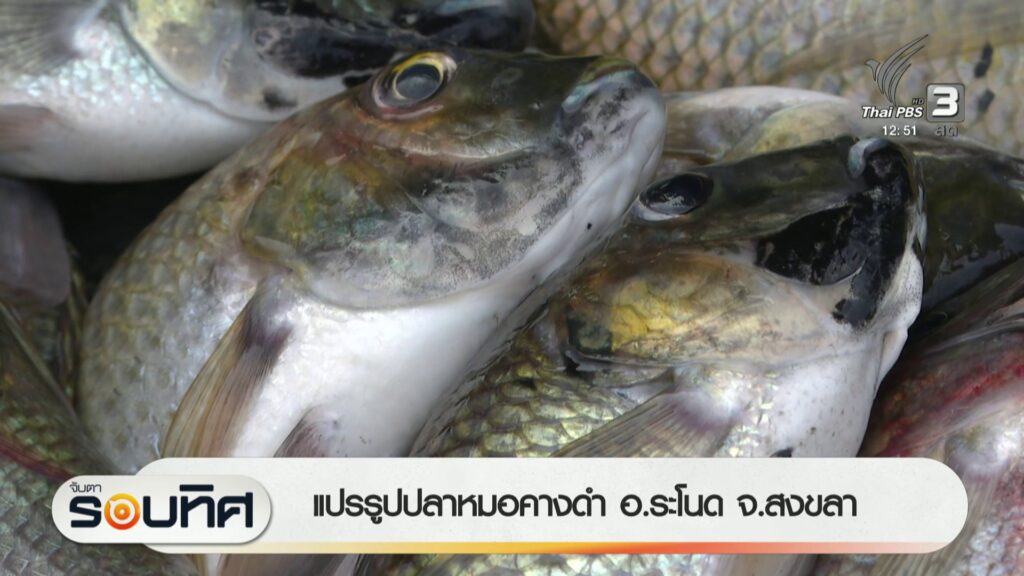 แปรรูปปลาหมอคางดำ-อระโนด-จ.สงขลา-ข่าวใต้แลได้ที่เรา-#thaip