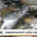 แปรรูปปลาหมอคางดำ-อระโนด-จ.สงขลา-ข่าวใต้แลได้ที่เรา-#thaip