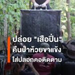 กรมอุทยานแห่งชาติ-สัตว์ป่า-และพันธุ์พืช-ปล่อย-“เสือปิ่น”-เสื