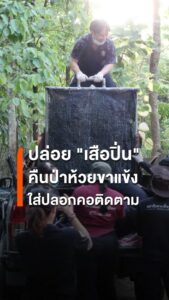 กรมอุทยานแห่งชาติ-สัตว์ป่า-และพันธุ์พืช-ปล่อย-“เสือปิ่น”-เสื