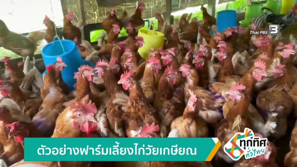 ตัวอย่างฟาร์มเลี้ยงไก่วัยเกษียณ-จ.ตรัง-ข่าวใต้แลได้ที่เรา-#