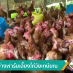 ตัวอย่างฟาร์มเลี้ยงไก่วัยเกษียณ-จ.ตรัง-ข่าวใต้แลได้ที่เรา-#